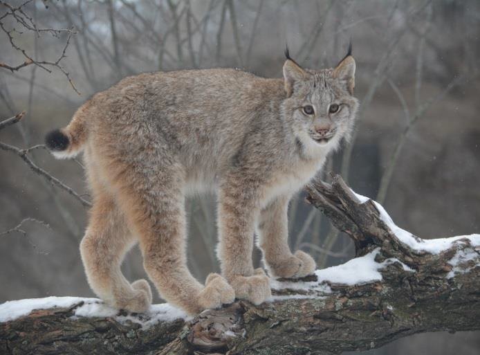 A Canada lynx